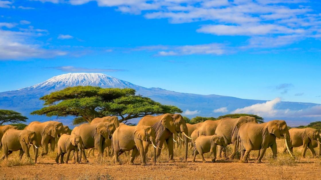 elephant-safari