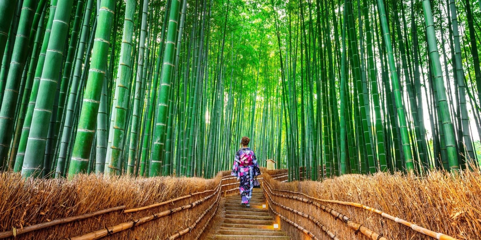 kyoto bamboo forest japan honeymoon packages